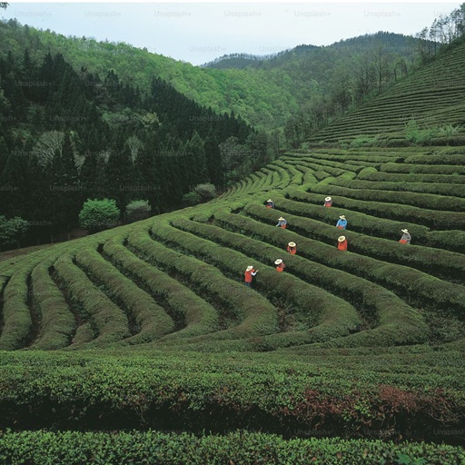 coffee farm
